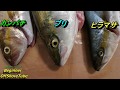【ビギナーオフショアチューブ】ブリ・ヒラマサ・カンパチの見分け方