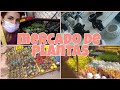 🌷RECORRIDO mercado de plantas MADRE SELVA ¿por qué te hace tan feliz comprar plantas ?