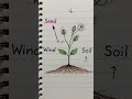 plant evolution (plant kaise udata hai)/Vexa play channel; super hit video