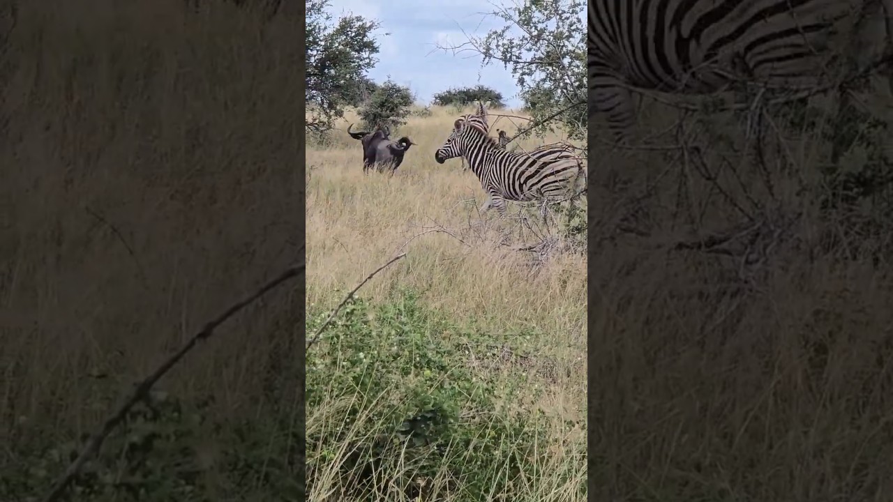 Zebra and Wildebeest Startled Symbiotic Herd behaviour in Kruger Park 