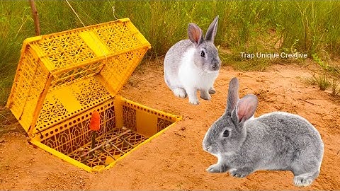Simple Rabbit Trap Technique Build Easy Rabbit Trap Using Plastic Basket and Wood
