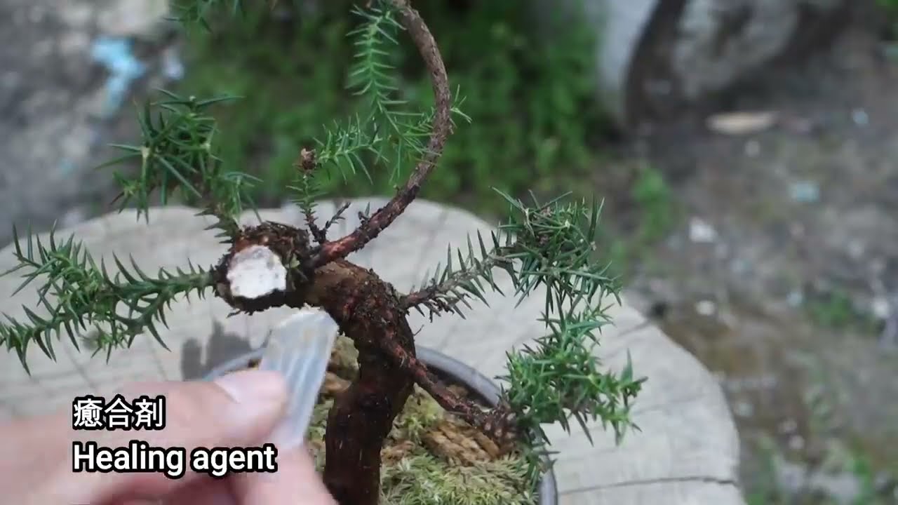 YAMADORI Bonsai Japanese cedar YouTube