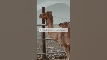 ماتيسر من سورة النحل || هزاع الشبلي