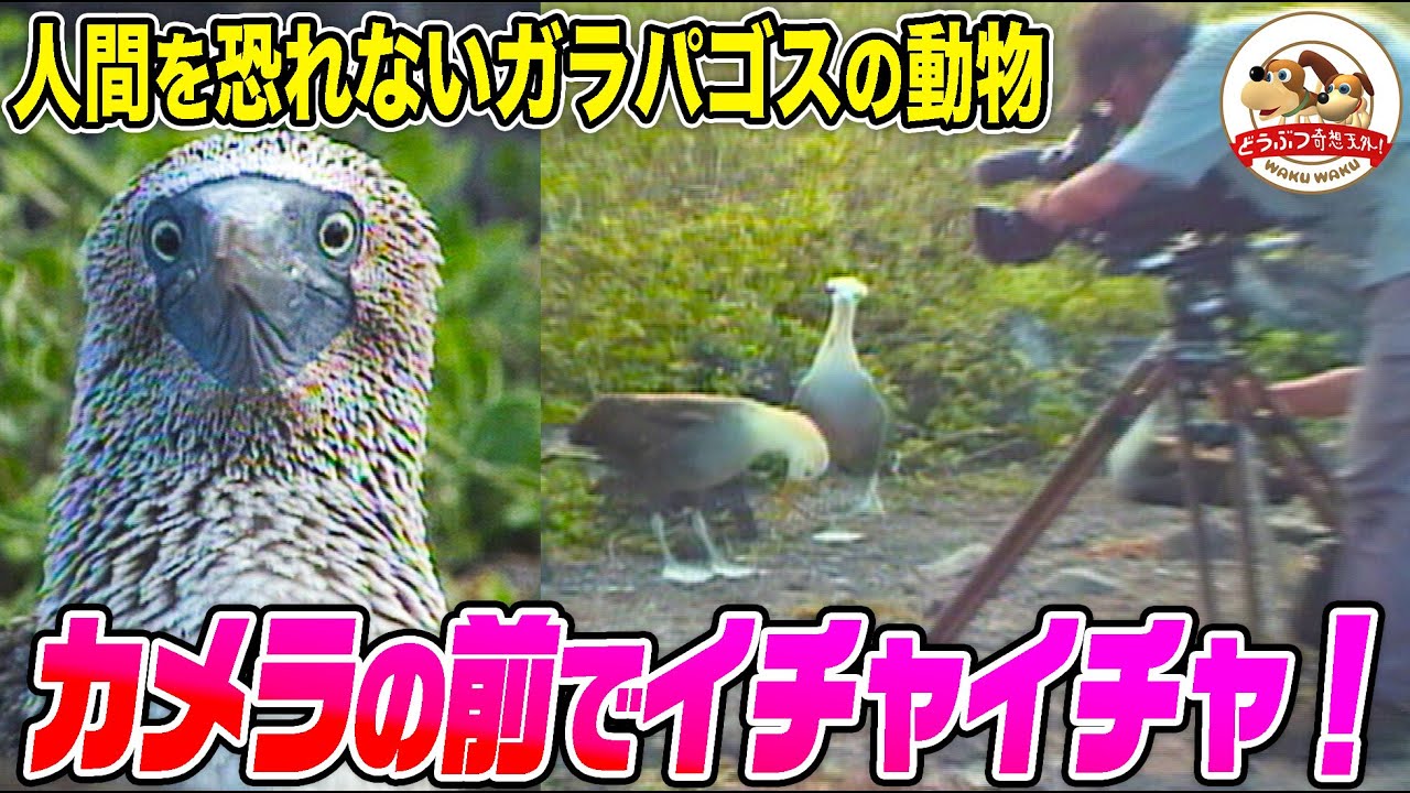 千石先生も驚いた！人間を恐れないガラパゴスの動物たち！カメラ