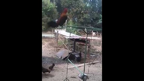 Tu lau Qaib dib 500,000 nawb leej twg muaj taus tsaj no noog tau nawb tuaj zoo heev