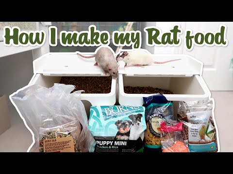 Video: Diet Tikus Homemade dan Makanan