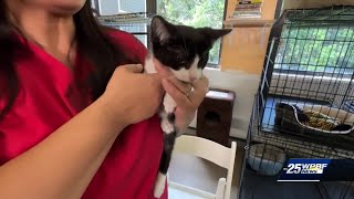 Controlling Palm Beach County's stray cat population