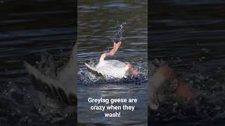 Greylag geese crazy washing in slow motion
Greylag geese crazy washing in slow motion Greylag geese crazy washing in slow motion