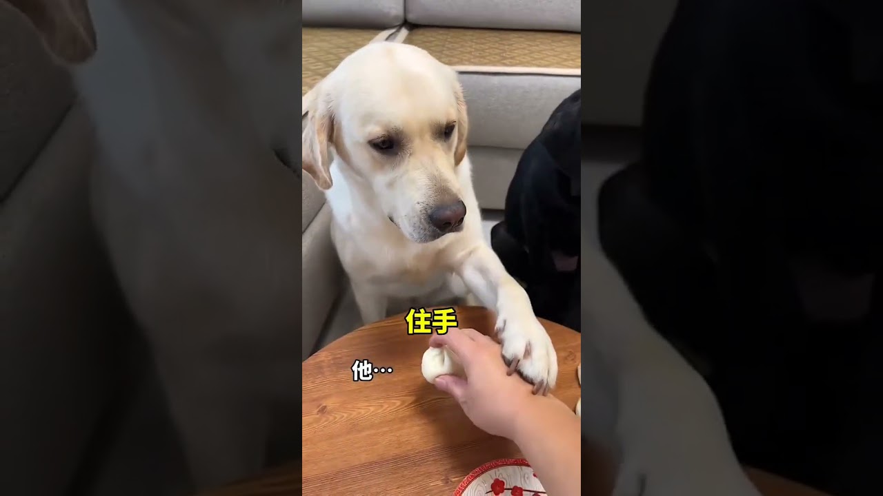 Funniest Animal Clips 🐾 | Daily Laughs 😂 | Pets Being Silly 🐶🐱