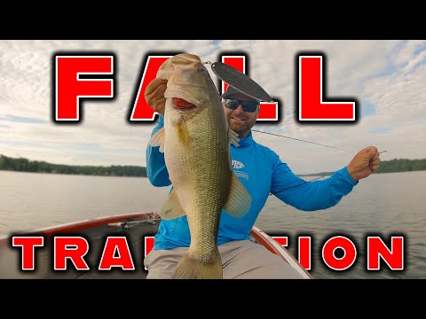 Where Do Bass Go During The Fall Transition? ( And How To Catch Them ) 