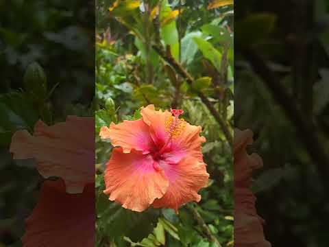 Hawaii Tropical Botanical