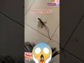 Ada Kadal Besar Masuk Rumahku 亞 亞 OMG Shorts Goduplotv Hewan Ada Kadal Besar Masuk Rumahku 亞 亞 OMG Shorts Goduplotv Hewan