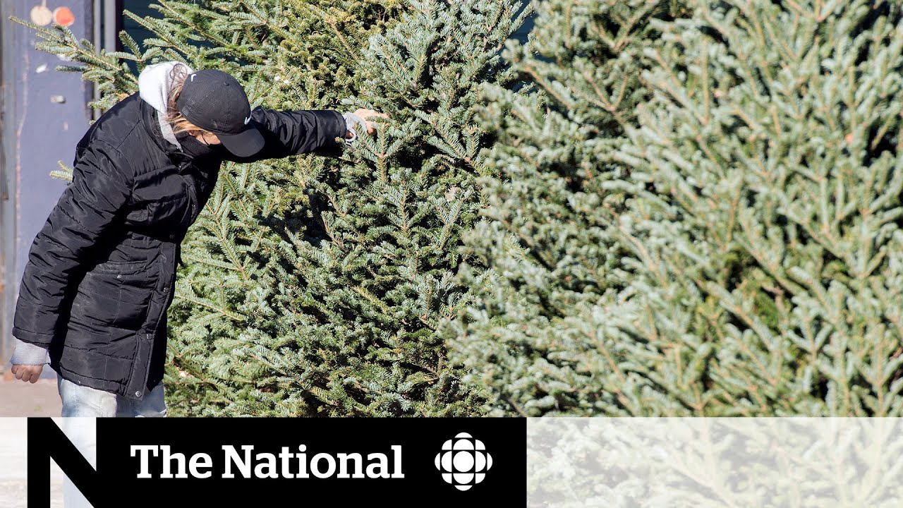 Real Christmas trees are better for the environment, experts say