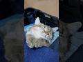 キャリーケースで寝ちゃった猫