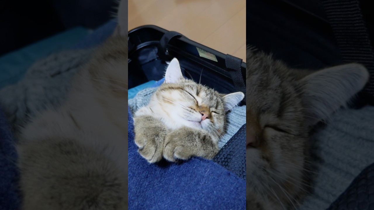 キャリーケースで寝ちゃった猫