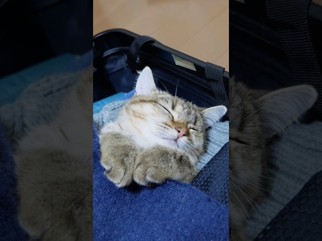 キャリーケースで寝ちゃった猫