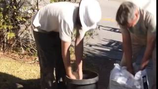 Coping with Surfacing Roots in the Landscape - Prune Like a Pro