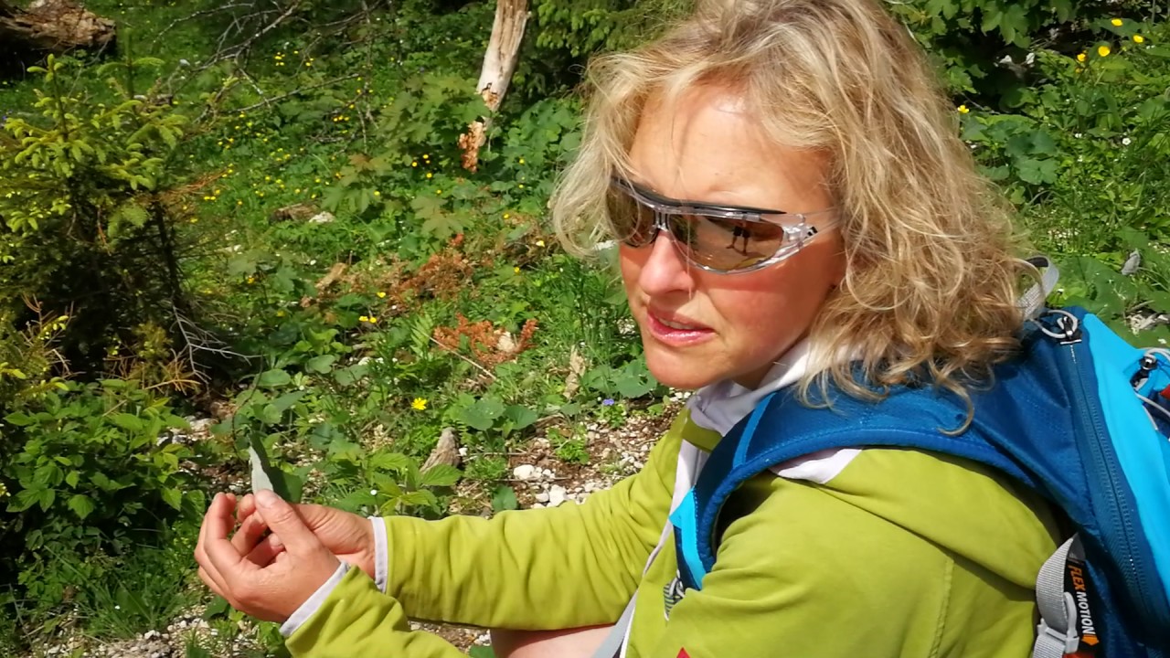 Arthrose und Kräuter: Huflattich