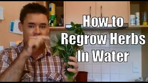 How to Regrow Herbs in Water Propagation Money Saving Techniques
