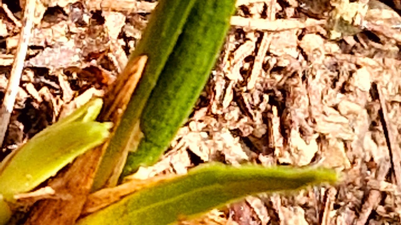 꼬장가리같이  괴물같은 단엽 종자목을 켓내요.^~^