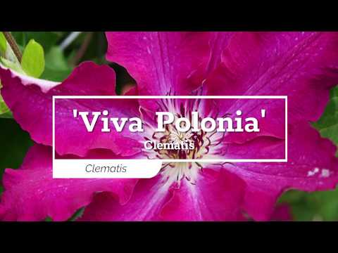 30 Seconds with 'Viva Polonia' Clematis