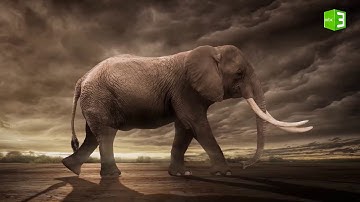 ورد اسم الفيل فى القرآن الكريم مرة واحدة في سورة سميت باسمه