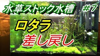 ロタラ差し戻し 水草水槽60cmワイド アクアリウム Youtube