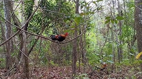 Dib qaib qus tuaj zoo heev li 25/3/2025