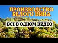 КАК МЫ СДЕЛАЛИ ЛУЧШЕЕ ШАРДОНЕ УКРАИНЫ. ТЕХНОЛОГИЯ СУХОГО ВИНА ПО БЕЛОМУ СПОСОБУ, БЕЗ САХАРА И ВОДЫ