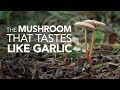 The Mushroom That Tastes Like Garlic