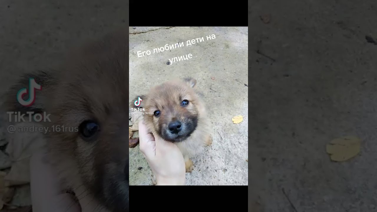 Очень грустное видео. Самое грустное видео в мире. Грустные видео про животных. Грустные видео до слез. Грустные видео без звука.