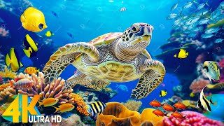 [NEW] 11HR Stunning 4K Underwater Footage - Rare & Colorful Sea Life Video-Relaxing Music Sleep #141