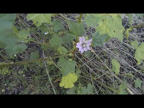Βίντεο: Malva (70 φωτογραφίες): περιγραφή της μολόχας. Πώς πολλαπλασιάζεται; Σκουριά και άλλες ασθένειες. Άγρια, δέντρα και άλλα είδη