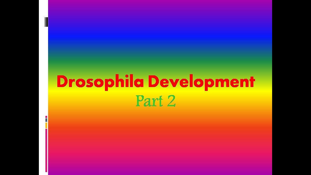 Drosophila Development (Part 2) - YouTube