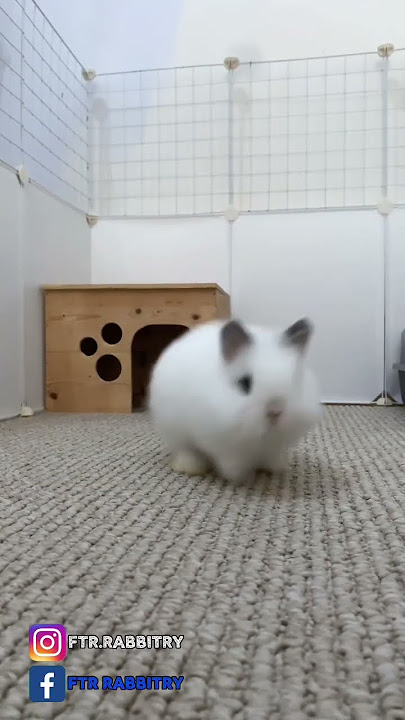 Cara Melatih Kelinci Pup & Pee Di Tempat Yang Sudah Ditentukan