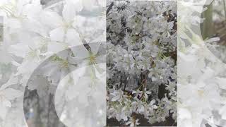 Cherry Blossom At The Flower Dome - Singapore