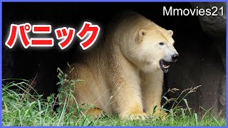 パニックから脱却する【ホッキョクグマ】リラが取った行動　朝食時の事件簿 Polar Bears life