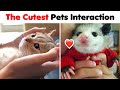 When Animals Did Things And Melted Everyone&#39;s Hearts 💚 ▶ 03