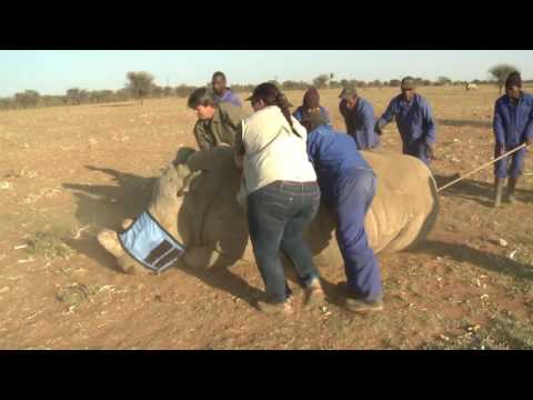 Video: Carey Knowlton, Zwarte Neushoorns En De Twijfelachtige Praktijk Om Dieren Te Schieten Om 