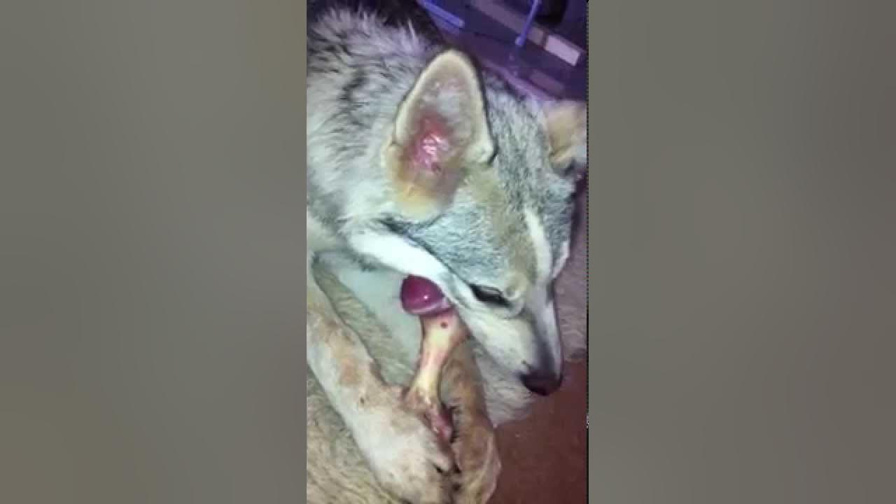The best way to clean a dogs teeth youtube