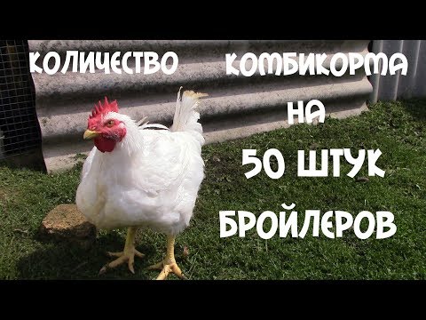 Видео: Сколько времени созревает бройлер?