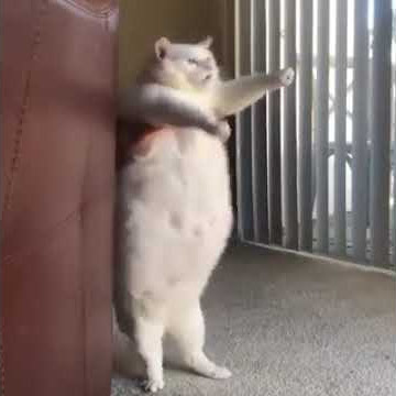 Story Wa Kucing gendut