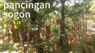 panggilan sogon#sogon memanggil manggil#sambung ngalas