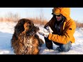 Леонбергер Михей 4,5 года 87кг. Leonberger Micah 4,5 years 87kg