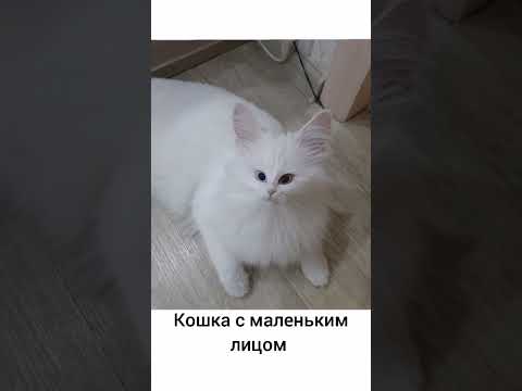 Кошка с маленьким лицом мем | #мемы #кошка #кот - YouTube