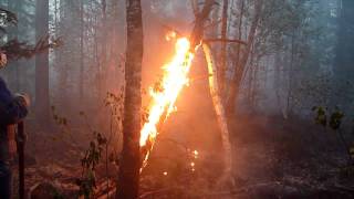 Лесные пожары в Выксунском районе.MTS