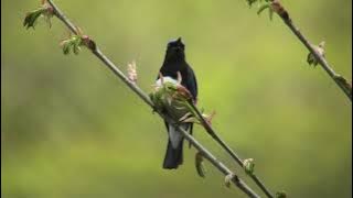 オオルリ Cyanoptila cyanomelana cyanomelana