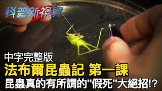 激昂的生命| 蜜蜂的螫針真的是刺進獵物自己也死亡了嗎? 而 ... 