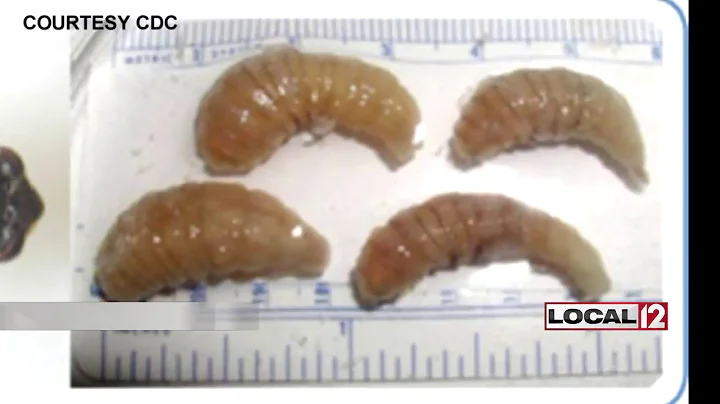 Bug bites becoming an illness concern for travelers