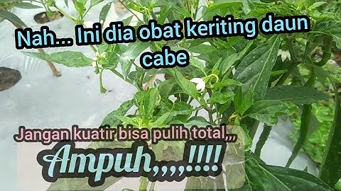 Cara Mengatasi Daun Cabe Keriting Dan Penyebab Cabe Keriting || Obat Cabe Daun Keriting